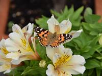 Distelfalter 09-07-2014